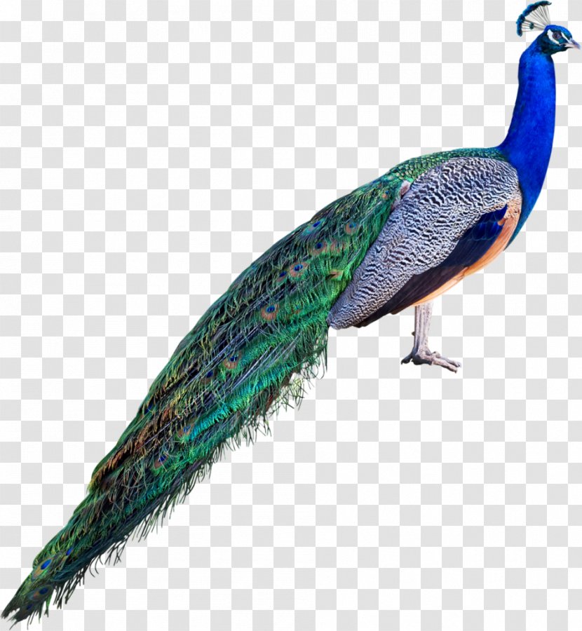 Asiatic Peafowl Stock Photography Royalty-free - Wing - Feather Transparent PNG
