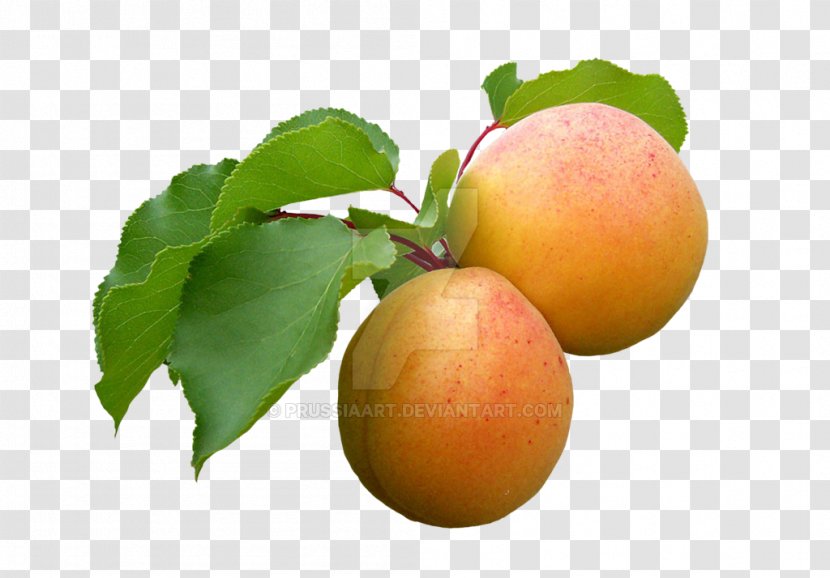 Armenian Plum Fruit Vegetable Tart Food - Wild Yellow - Peach Transparent PNG