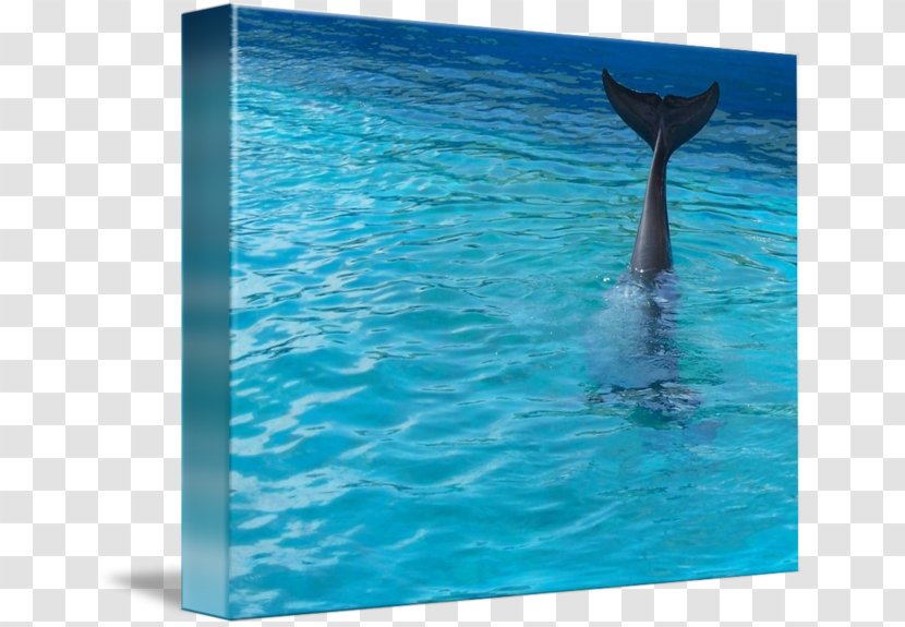 Wholphin Common Bottlenose Dolphin Spinner Water - Whales Dolphins And Porpoises Transparent PNG