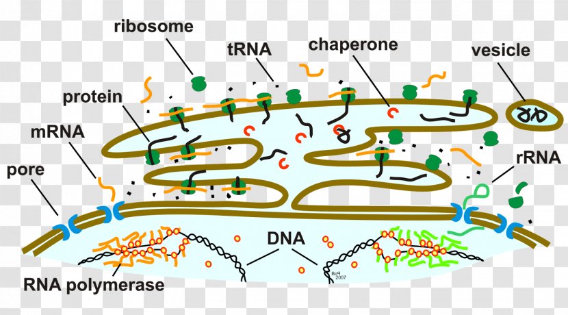 Endoplasmic Reticulum Ribosome Golgi Apparatus Nuclear Envelope Cytoplasm - Diagram - Lumen Transparent PNG