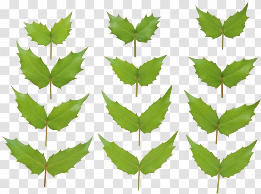 Green Leaf Twig Image - Plants Transparent PNG