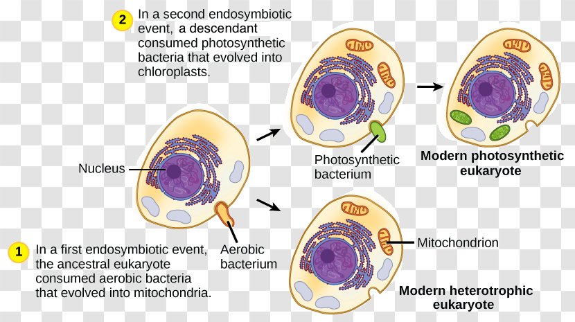 Cell Prokaryote Chloroplast Eukaryote Mitochondrion - Bacterial Structure Transparent PNG