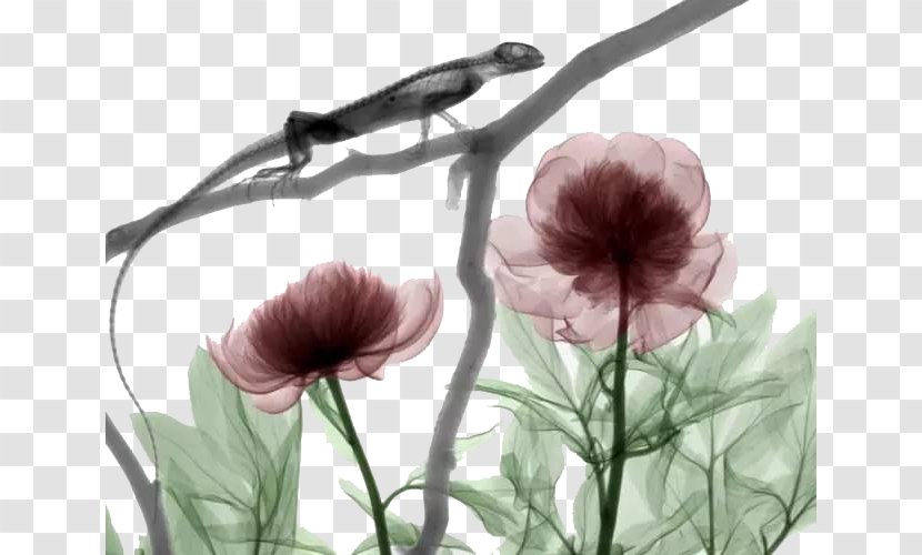 X-ray Light Medical Imaging Ionizing Radiation - Flower - Hand-painted Flowers FIG Chameleon Transparent PNG