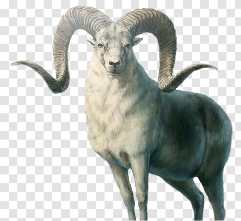 Marco Polo Sheep Armenian Mouflon Sheepu2013goat Hybrid Ovis Orientalis - Milk - Strong Goat Transparent PNG