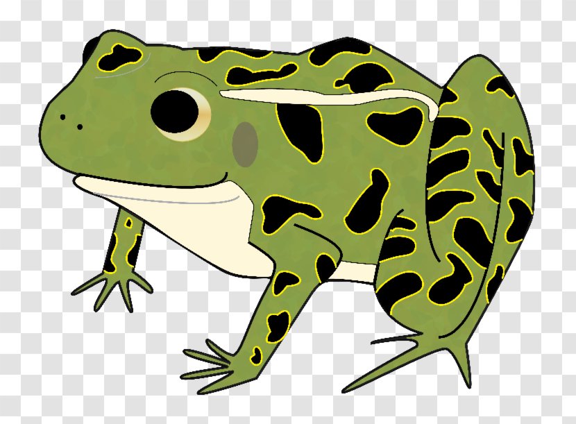 American Bullfrog Clip Art Toad Leopard Frogs - Amphibians - Frog Transparent PNG