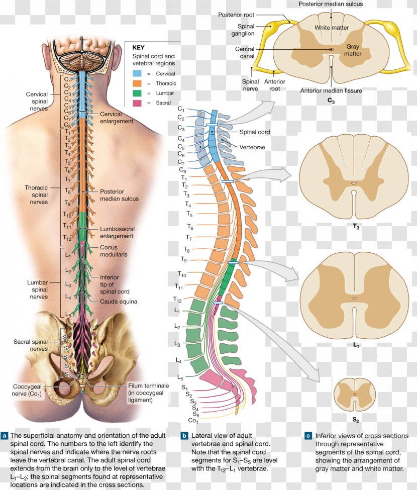 Spinal Nerve Cord Vertebral Column Root Anatomy - Watercolor - Protection Of The Cervical Spine Transparent PNG
