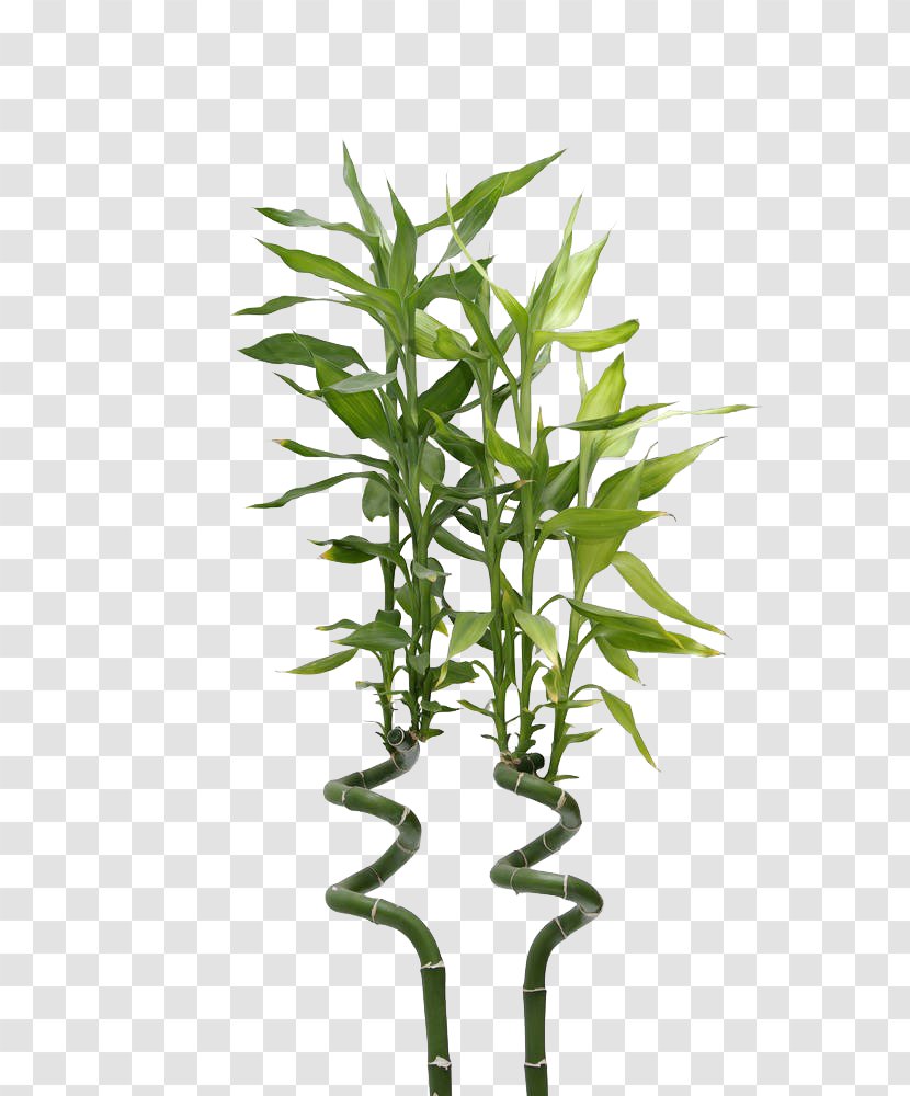 Lucky Bamboo Photography - Leaf - Pull Free Image Transparent PNG