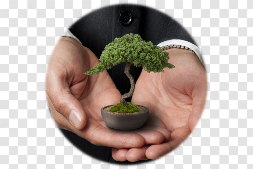 Financial Adviser Investment Finance Leadership Stock - Flowerpot - Bonsai Transparency And Translucency Transparent PNG