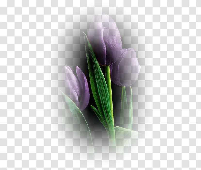 Tulip Flower Petal - Crocus Transparent PNG