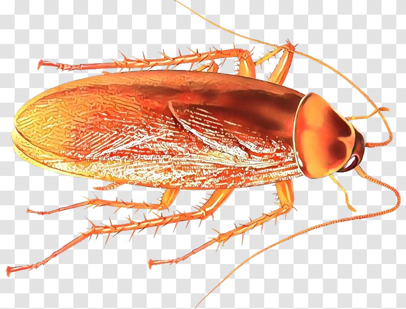 Insect Pest Cockroach Drosophila Melanogaster Amber - Parasite Miridae Transparent PNG