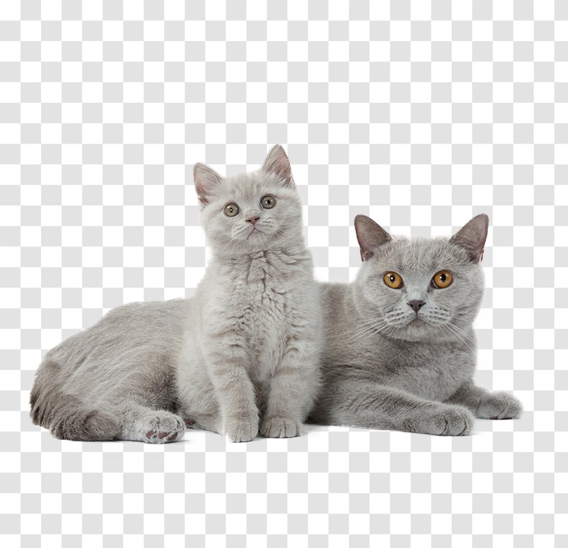British Shorthair Kitten Puppy American Bully Pit Bull - Terrier Transparent PNG
