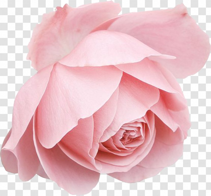 Blue Rose - Floribunda - Pink Roses Transparent PNG