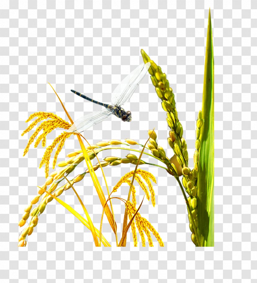 Huaihezhen Rice Oryza Sativa - Membrane Winged Insect - Dragonfly Free Stock Wheat Pull Transparent PNG