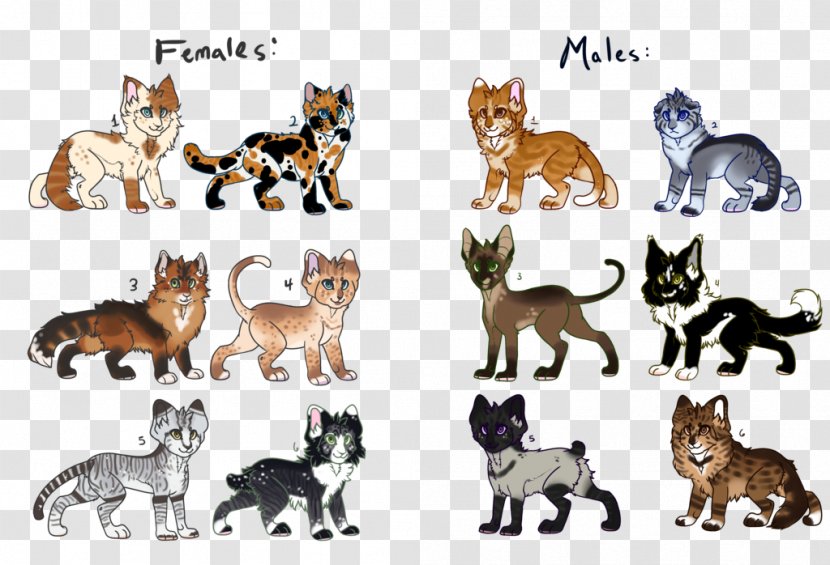 Wildcat Dog Breed Fauna - Like Mammal - Temporary Closed Transparent PNG