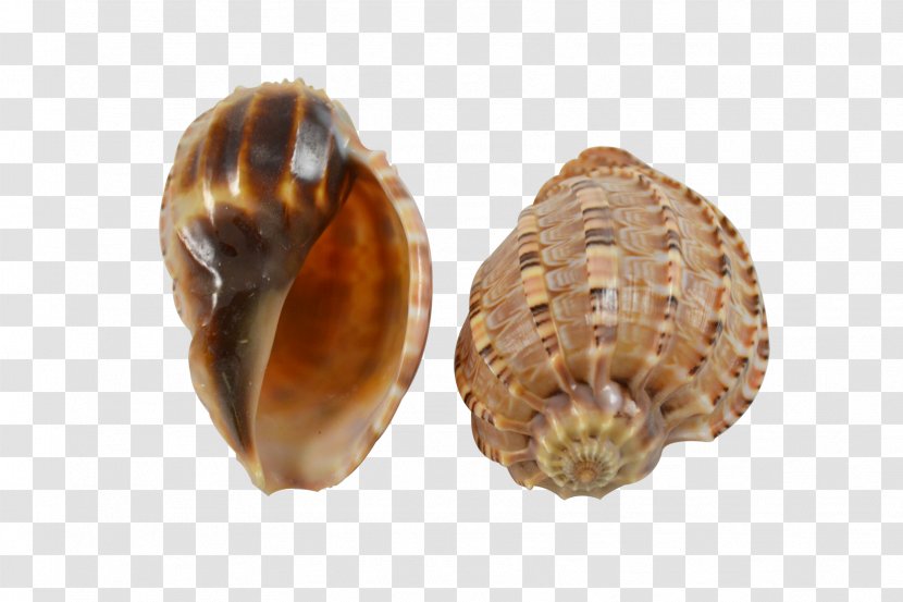Seashell Conchology Harpa Major Sea Snail - Pecten - Frame Transparent PNG