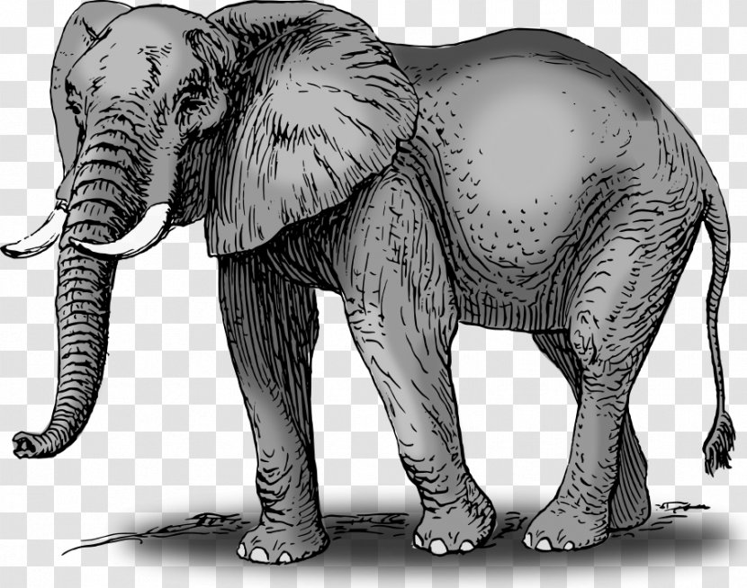 African Bush Elephant Asian Elephantidae Drawing - Makes Love To A Pig Transparent PNG
