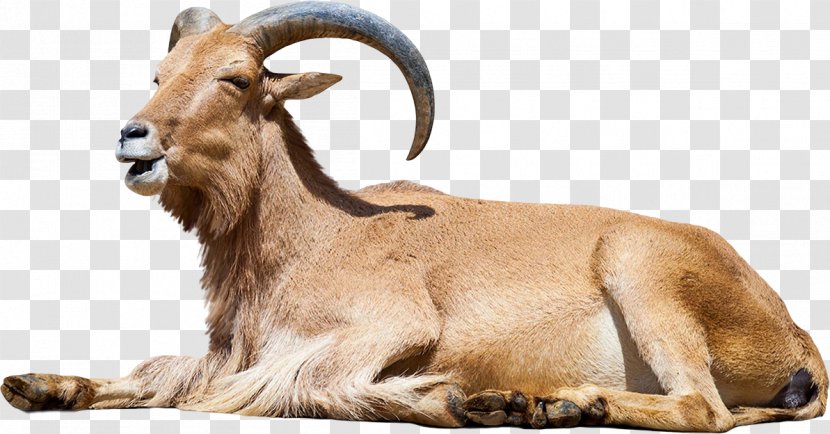 Barbary Sheep Stock Photography - Line Art Transparent PNG