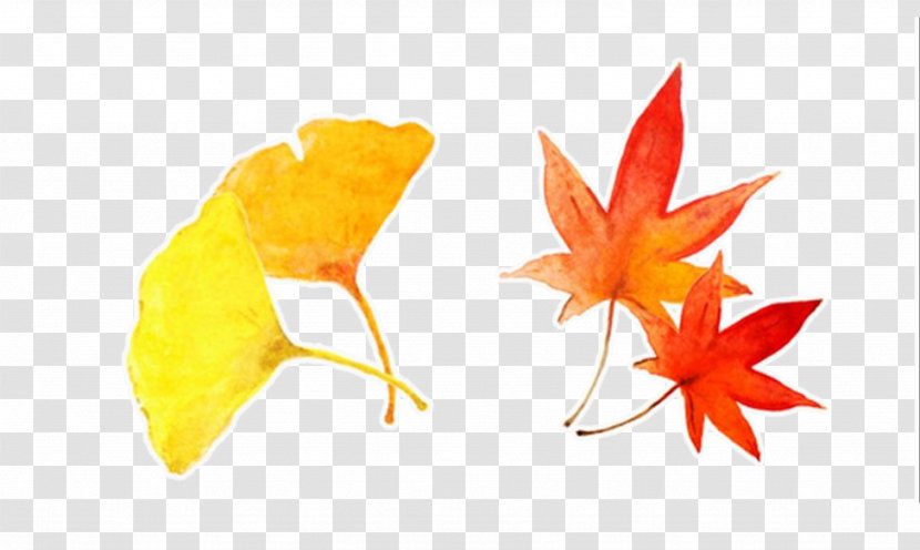 Ginkgo Biloba Maple Leaf Autumn Yellow - Hand-painted Leaves Transparent PNG