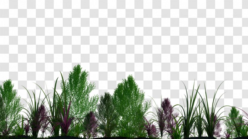 Plant Tree Transparent PNG