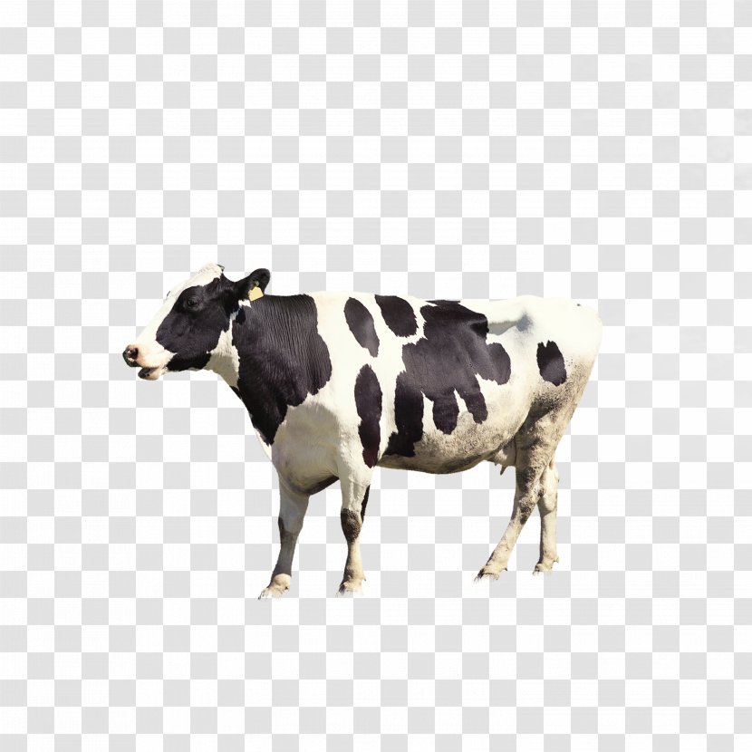 Dairy Cattle Milk Livestock - Cow Transparent PNG