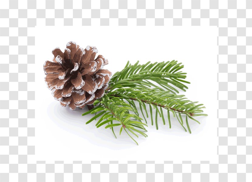 Fir Pine Tree Branch Conifer Cone Transparent PNG