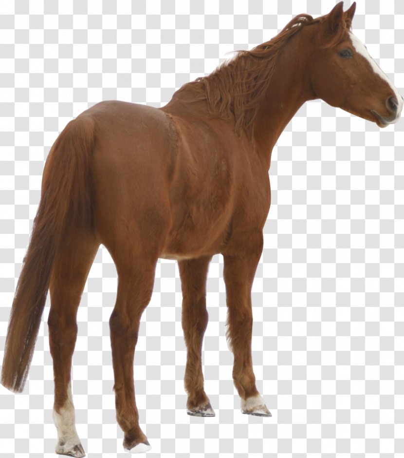 Mustang Stallion Foal Colt Mare - Pack Animal - Chestnut Transparent PNG