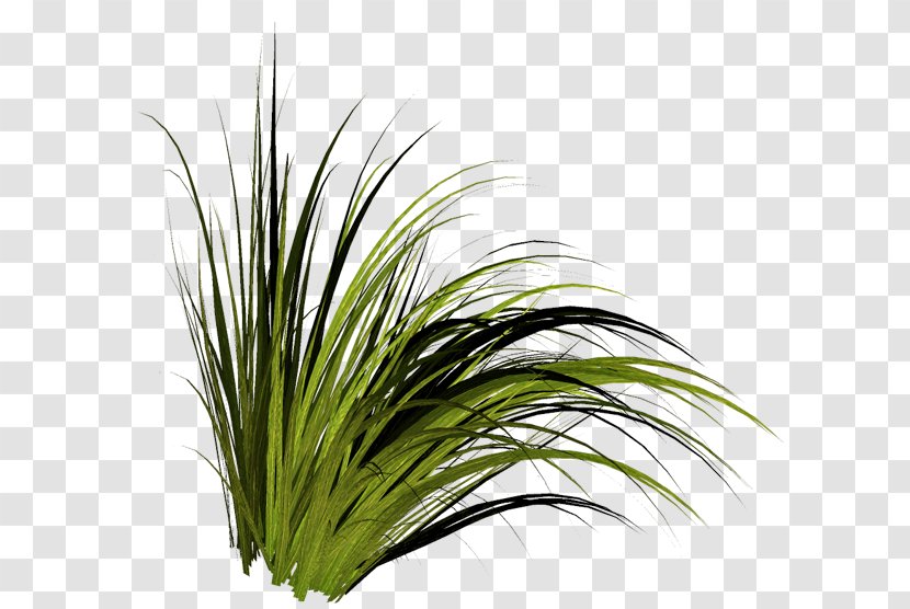 Tree Grasses Clip Art - Grass - Lawn Transparent PNG