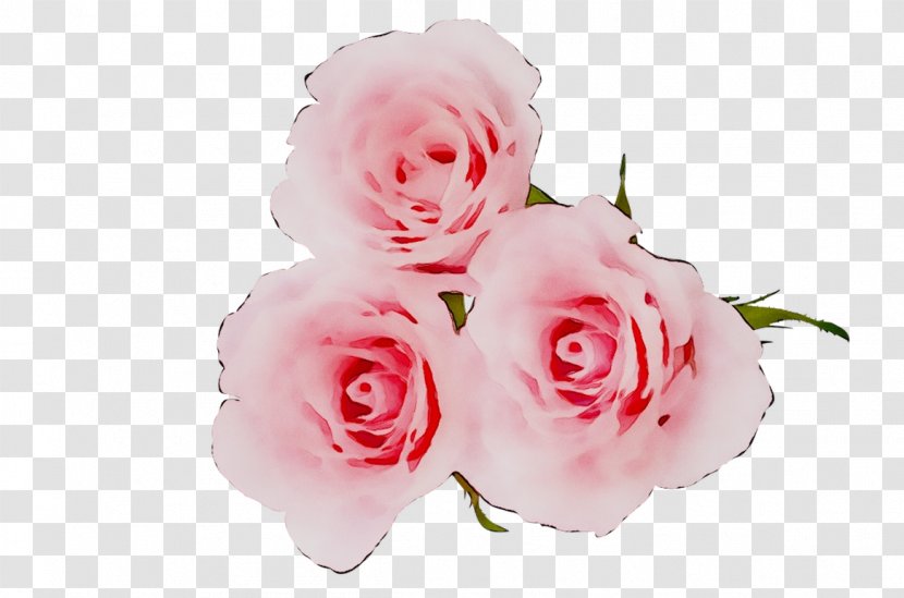 Garden Roses Cabbage Rose Floribunda Floral Design Cut Flowers - Artificial Flower - Family Transparent PNG
