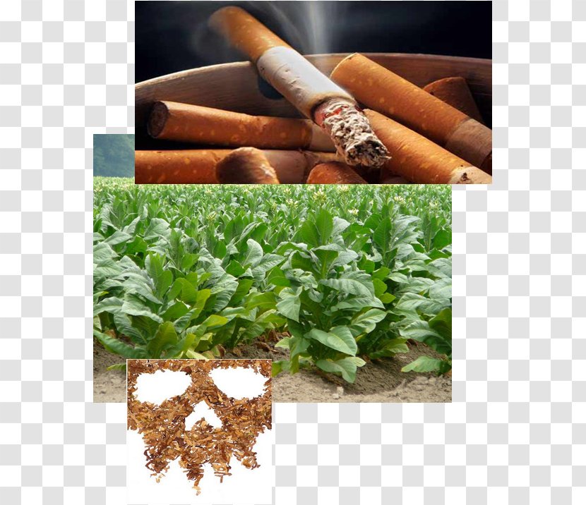 Industrial Crop Tobacco Agriculture Cash - Tabaco Transparent PNG