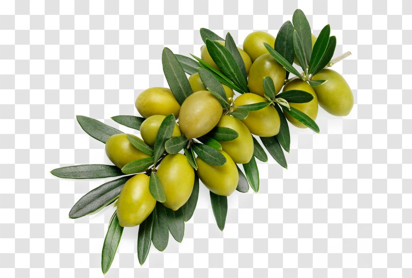 Olive Branch Stock Photography Alamy - Food - Green Olives Transparent PNG