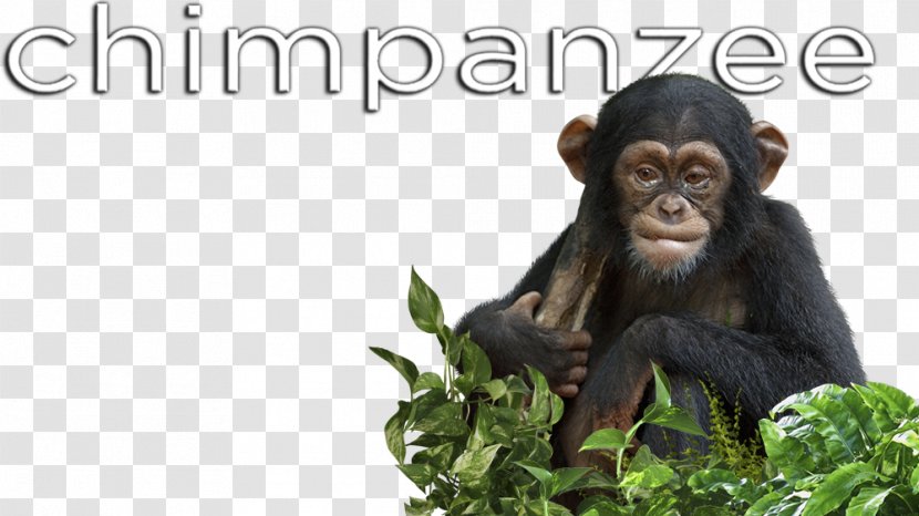 Common Chimpanzee Primate Monkey Animal Mammal - Great Apes Transparent PNG