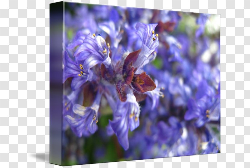 English Lavender Honey Bee Hyacinth - Spring Transparent PNG