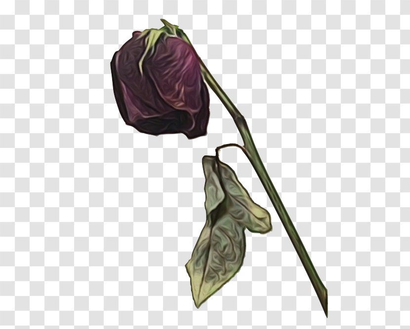 Percy Jackson - Purple - Morning Glory Vegetable Transparent PNG