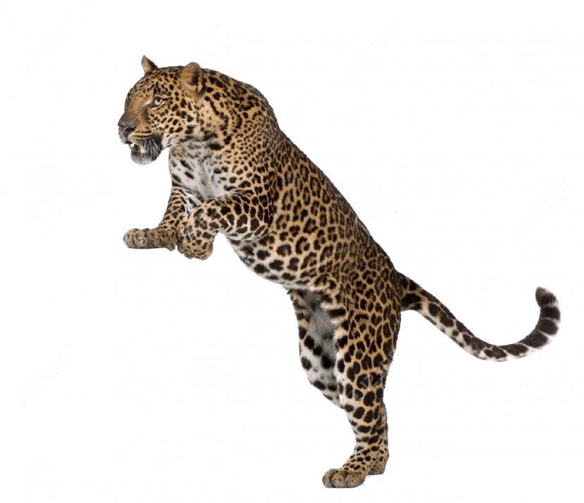 Felidae Tiger Cheetah Cougar Giraffe - Animal Print Transparent PNG