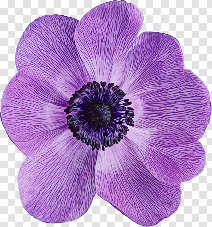 Purple Watercolor Flower - Viola Wildflower Transparent PNG