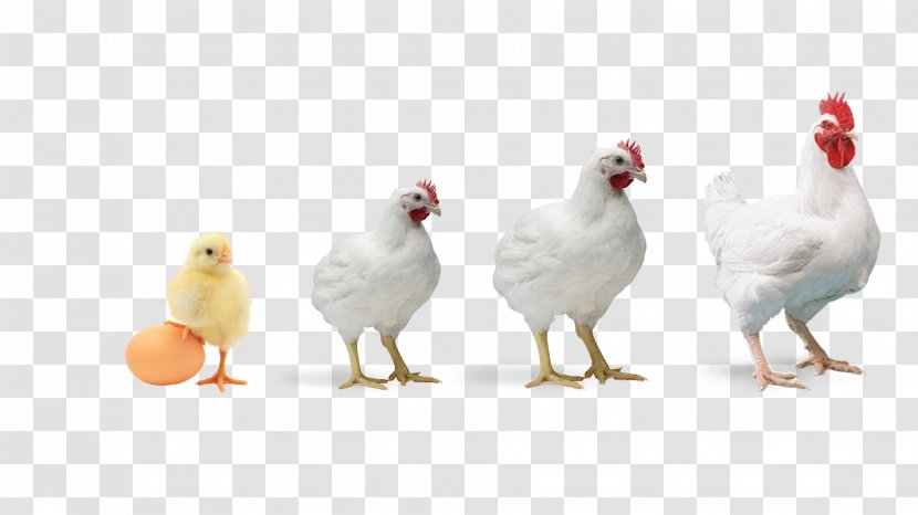 Broiler Chicken Poultry Farming Feed - Chickens Transparent PNG