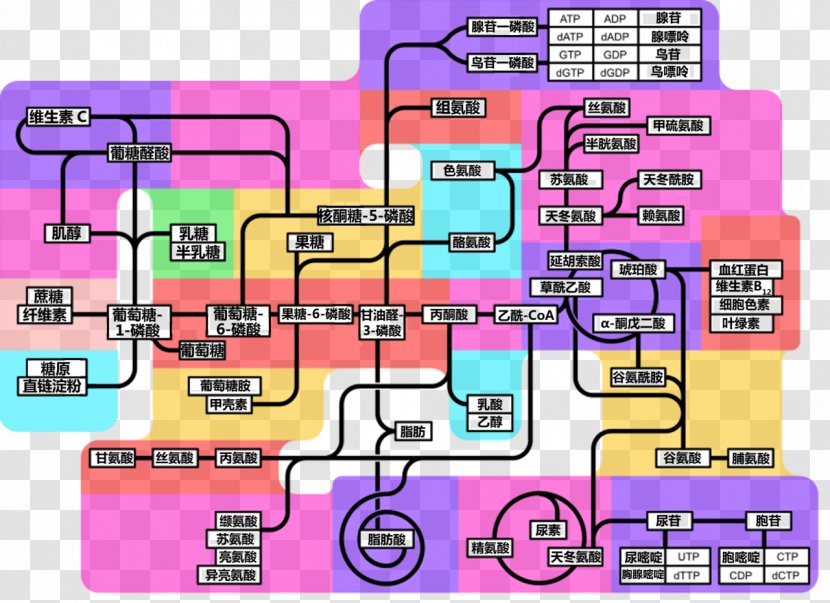 Biochemistry Metabolism Image China Organism - Ecology - Zh Transparent PNG