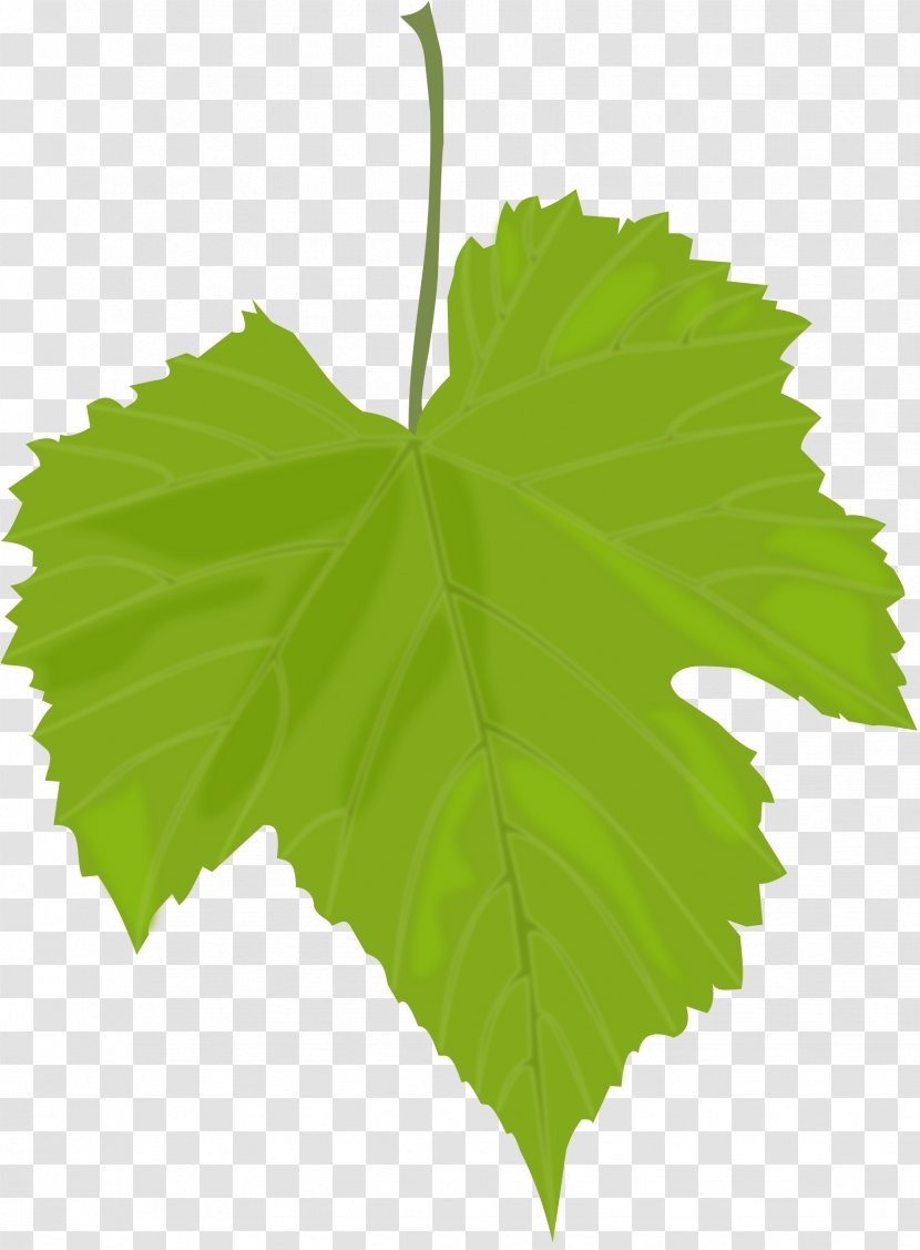 Common Grape Vine Wine Dolma Leaves Greek Cuisine - Green Leaf Transparent PNG