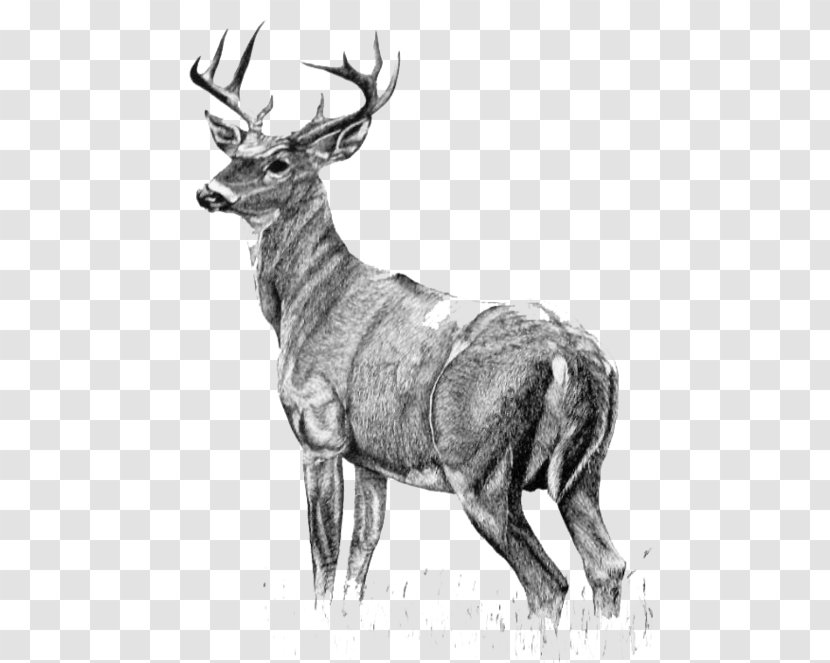 White-tailed Deer Drawing (2) Painting - White Tailed Transparent PNG