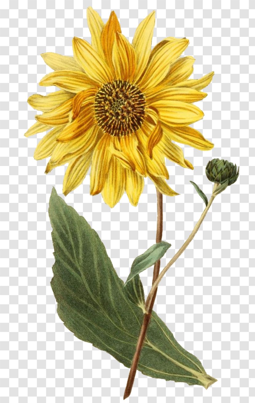 Botanical Illustration Botany Sunflower 0 - Poster Transparent PNG