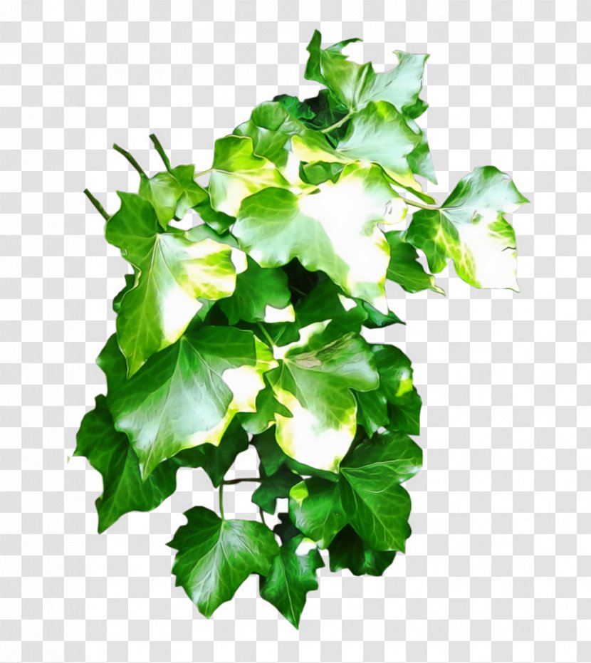 Plant Green Desktop Wallpaper Leaf - Ivy Transparent PNG