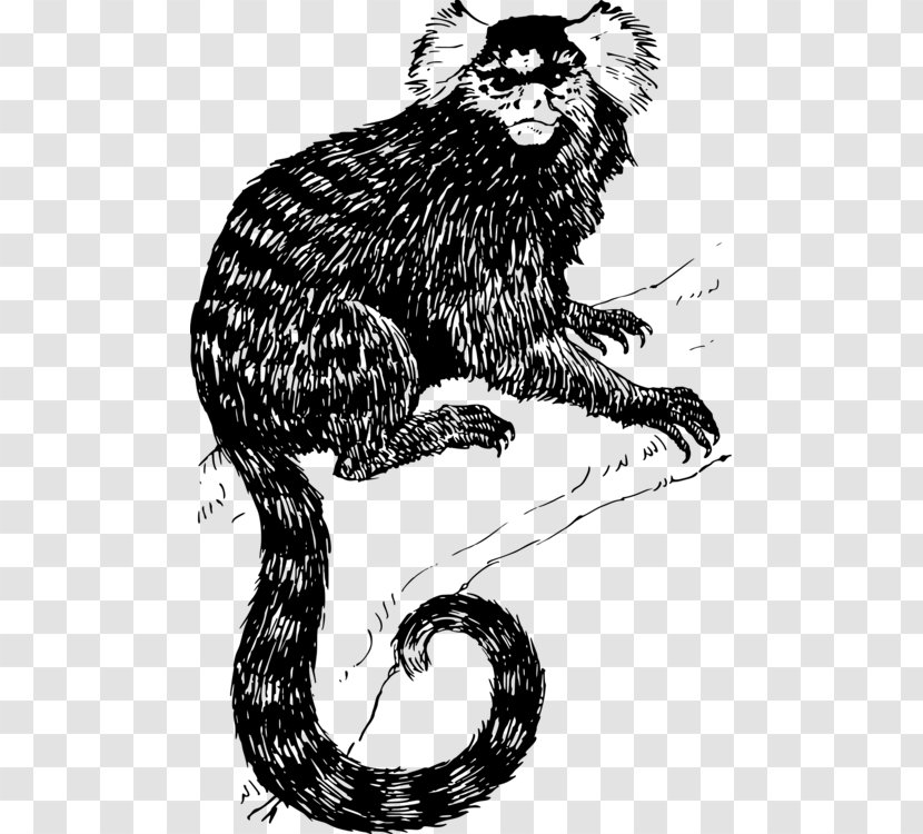 Lion Drawing - Animal - Tail New World Monkey Transparent PNG