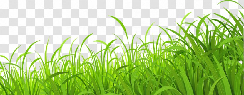 Lawn Download Wallpaper - Google Images - Fresh Meadow Grass Transparent PNG