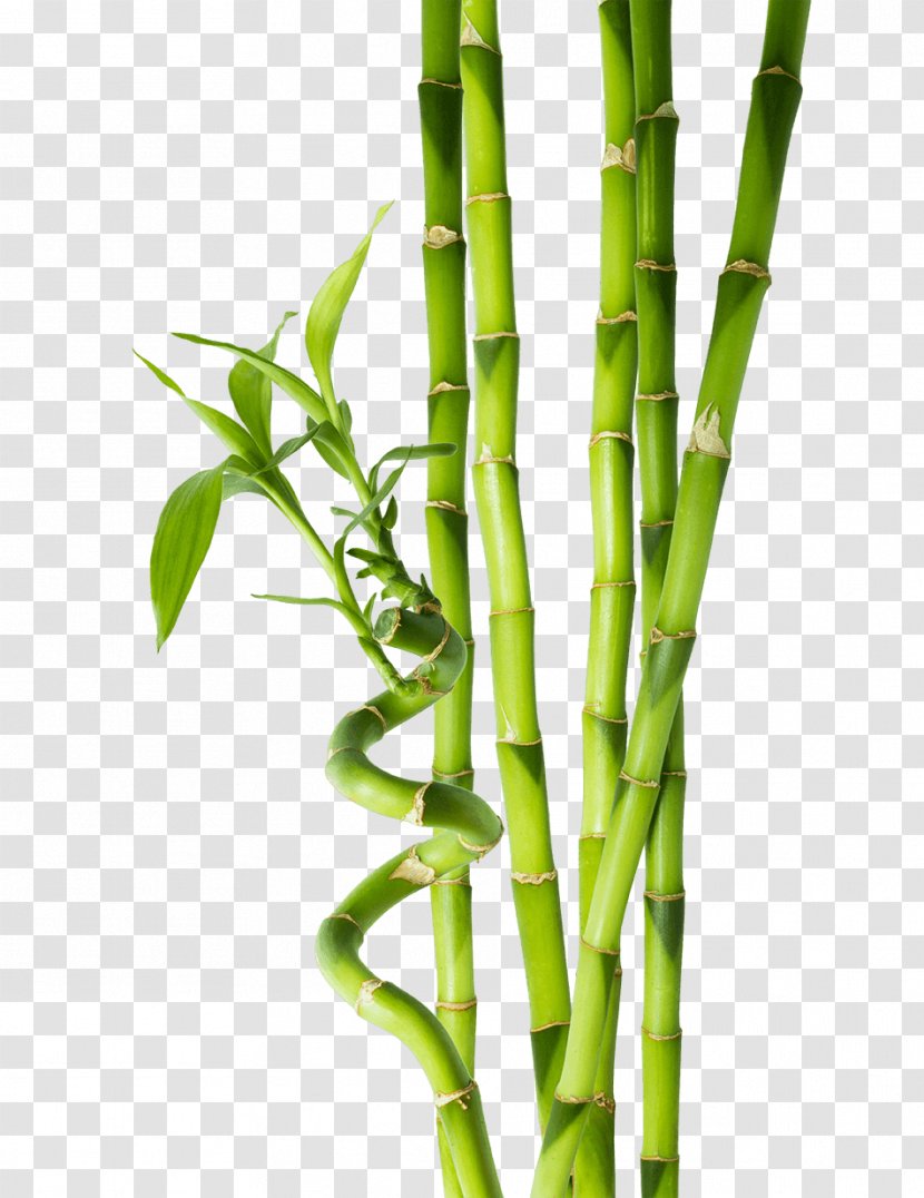 Tropical Bamboo Stock Photography Plant Stem - Royaltyfree Transparent PNG