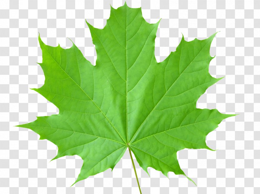 Sugar Maple Autumn Leaf Color Green - Leaves Transparent PNG