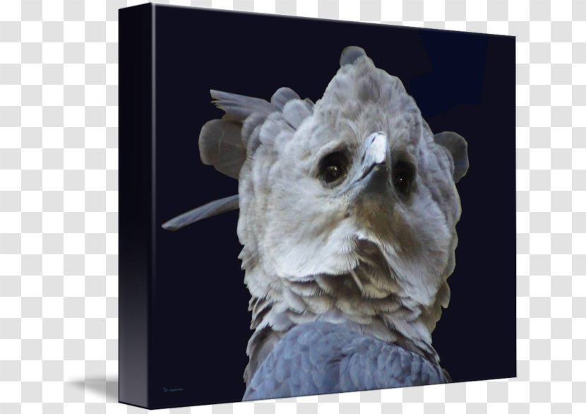 Sculpture Snout - Harpy Eagle Transparent PNG