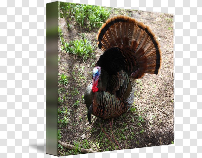 Domesticated Turkey Fauna Beak Domestication - Watercolor Transparent PNG