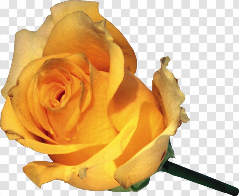 Garden Roses Flower Clip Art - A Single Yellow Rose Transparent PNG