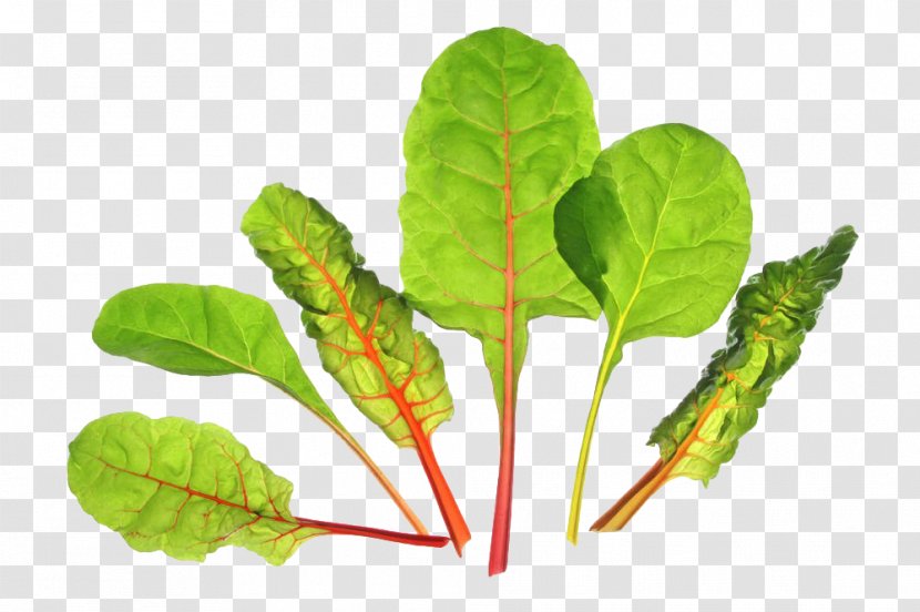 Chard Biotin Beetroot Vegetable - Leaf - Green Beet Leaves Transparent PNG