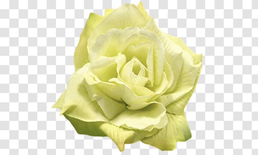 Rose Flower Yellow White Green - Plant - Mint Flowers Transparent PNG